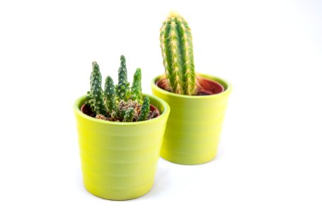 Green Cactus Isolated