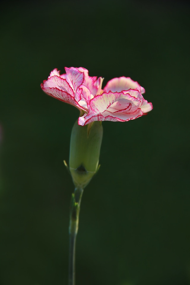 Plant flowers white photo