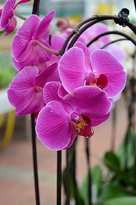 Floral plant natural