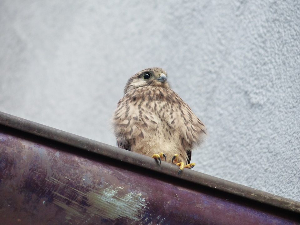 Falco tinnunculus raptor young bird