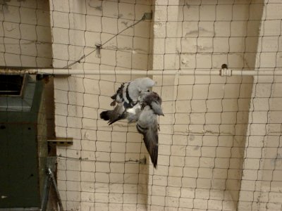 Beak Grey Bird Pet Supply
