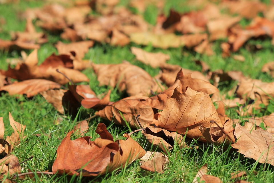 Leaves in the autumn fall foliage leaf