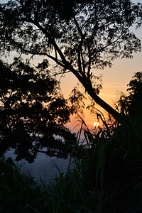 Grass trees sun photo