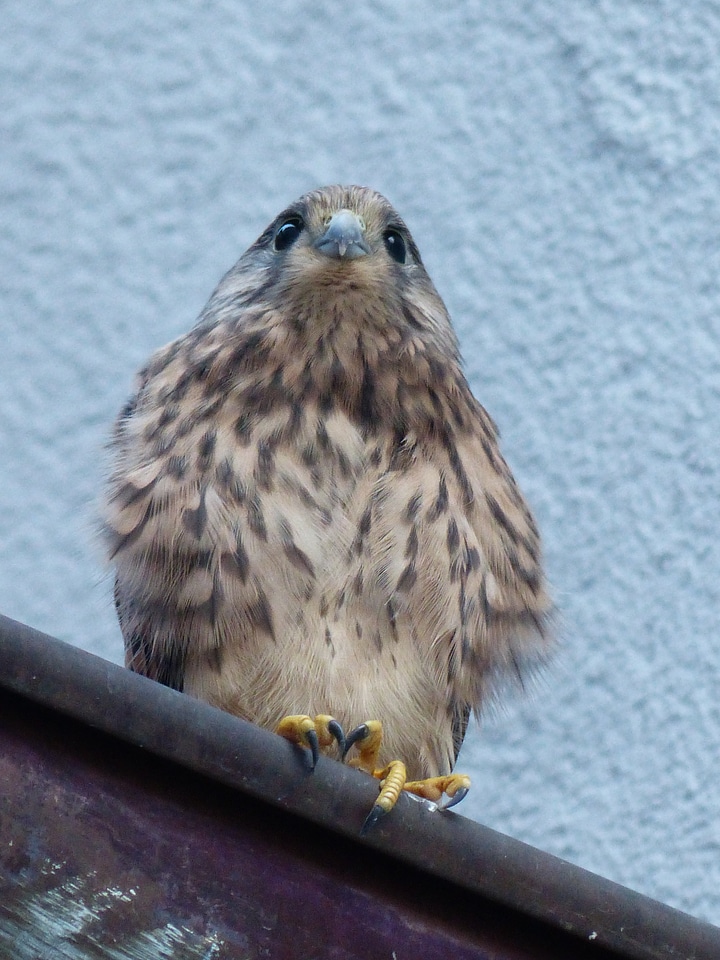 Falco tinnunculus raptor young bird