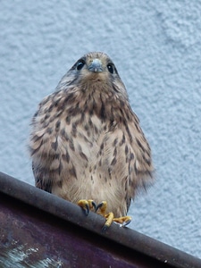 Falco tinnunculus raptor young bird photo