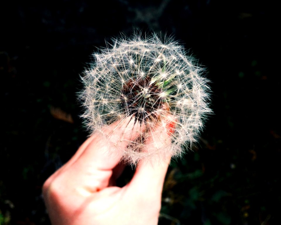 Hand Holding Dandelion Seed Head