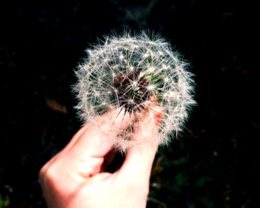 Hand Holding Dandelion Seed Head photo