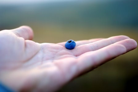Open Hand Holding A Blueberry
