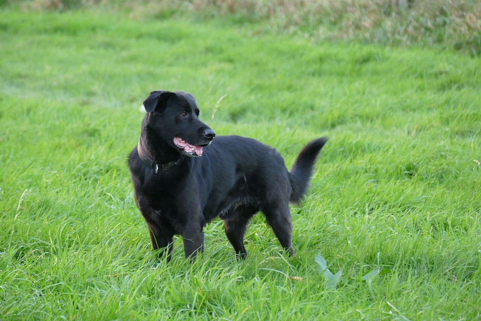 Herd protection dog guard dog pet