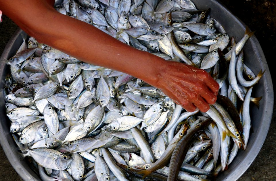 The Fish Vendor Ilocos Norte