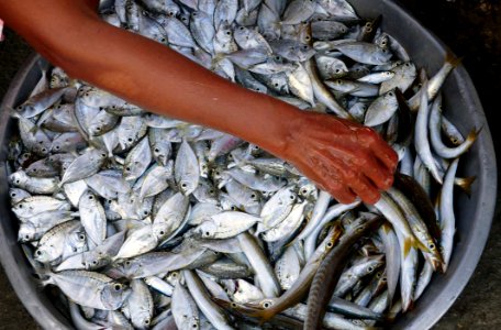 The Fish Vendor Ilocos Norte
