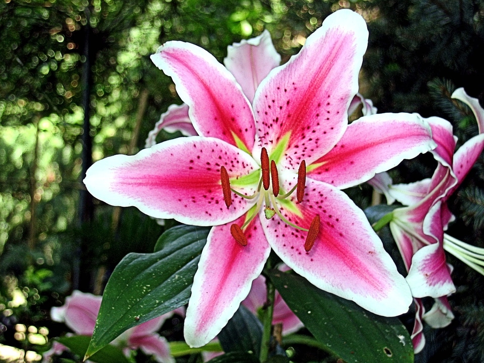 Flowers lilies lily