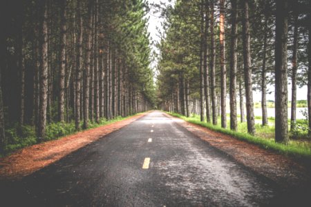 Road With Trees
