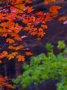 Zion Autumn