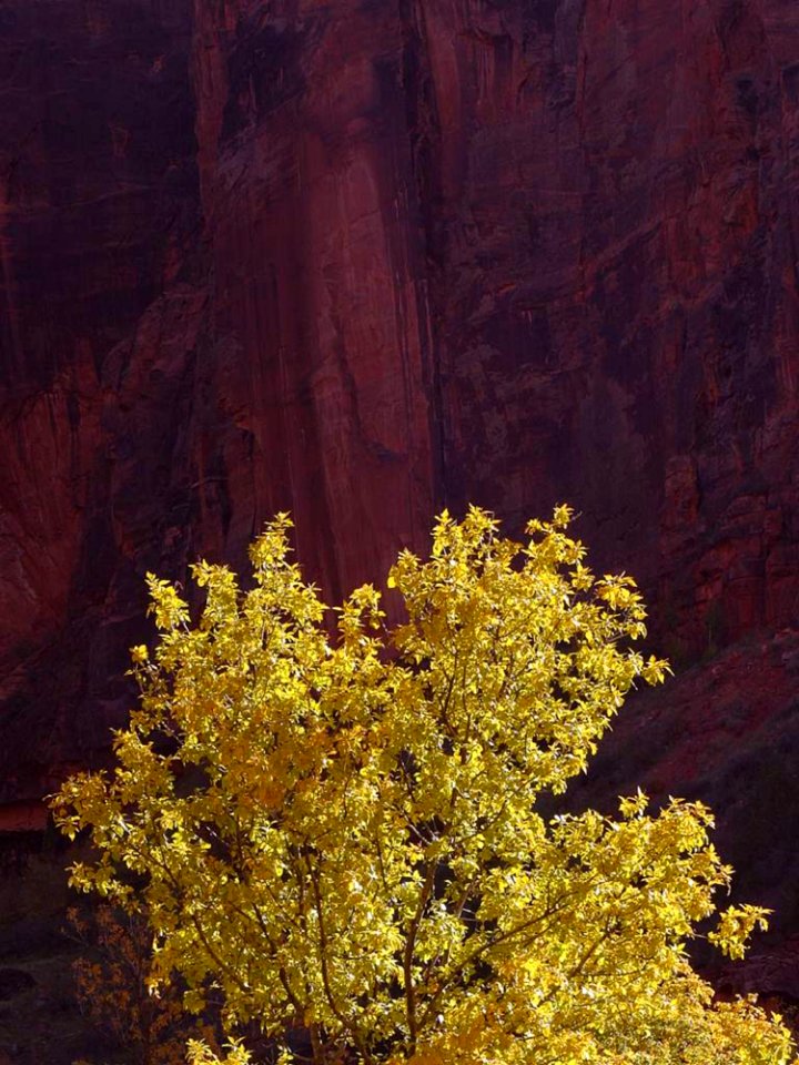 Zion National Park 2