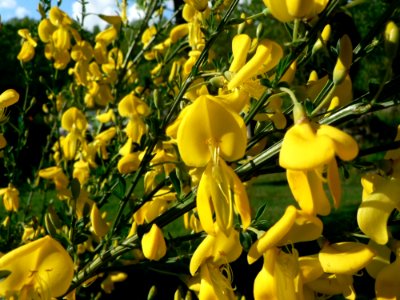 Yellow Garden Flowers photo