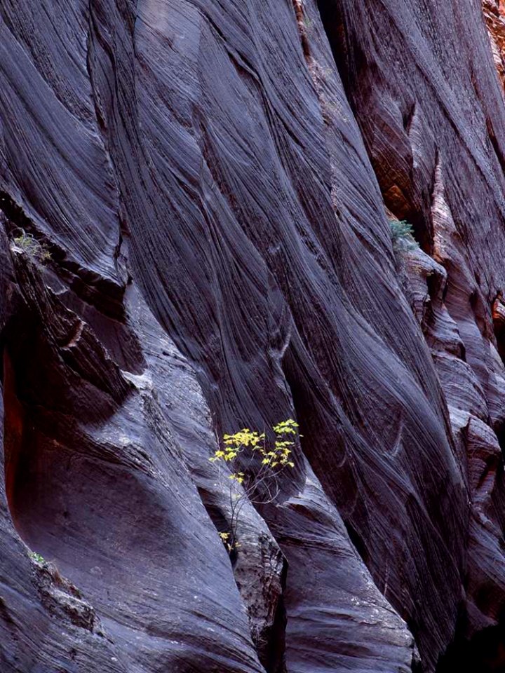 Zion National Park 6