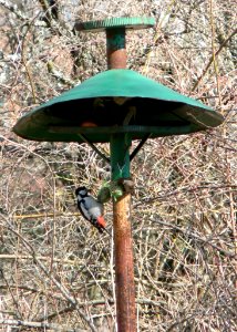 Woodpecker And House Sparrow On Birdfeeder