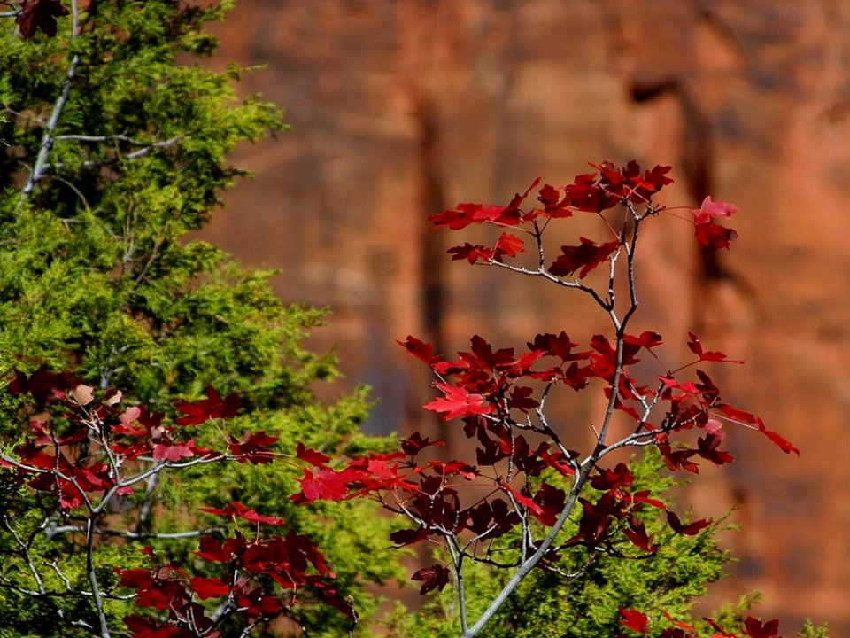 Zion National Park 11