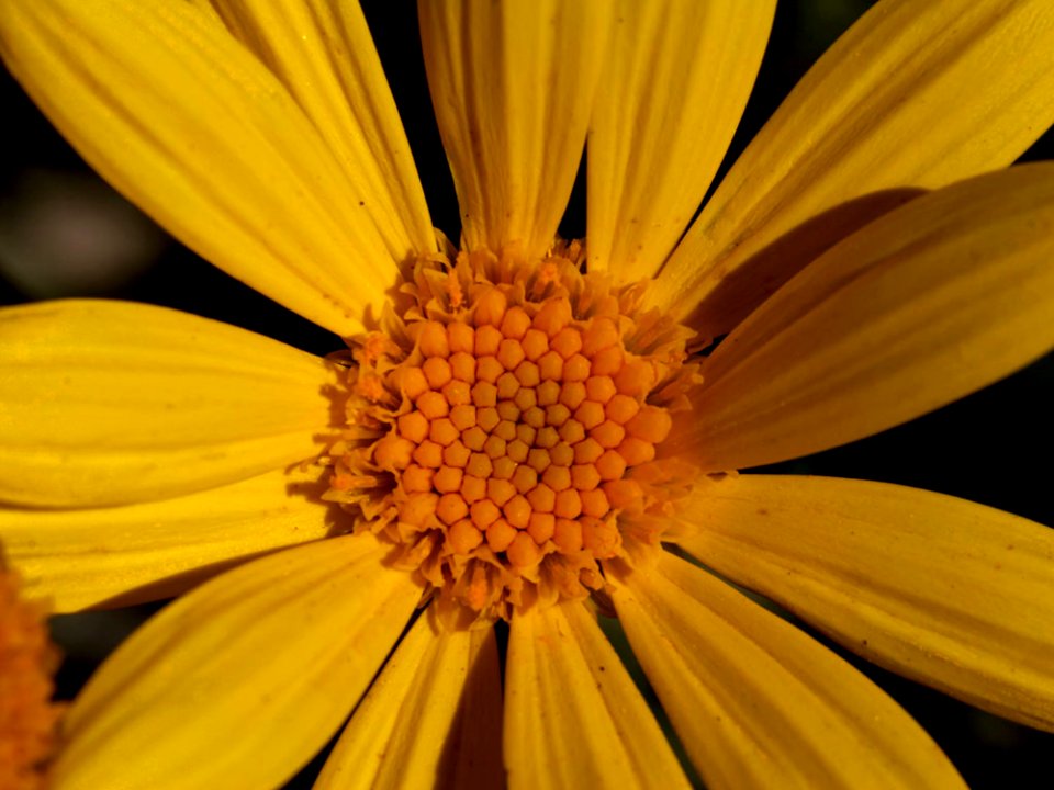 Yellow Daisy