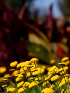 Yellow Flowers 4
