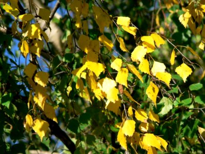 Yellow Leaves photo