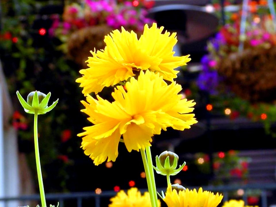 Yellow Flowers 5
