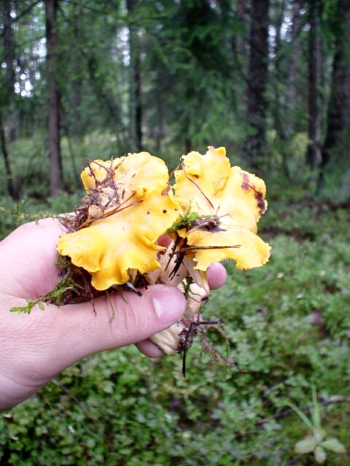 Yellow Chantarelles