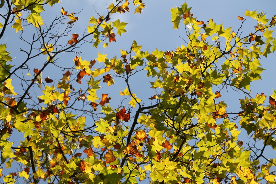 Leaves golden nature