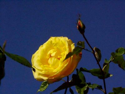 Yellow Rose 4