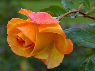 Yellow Rose 3 photo