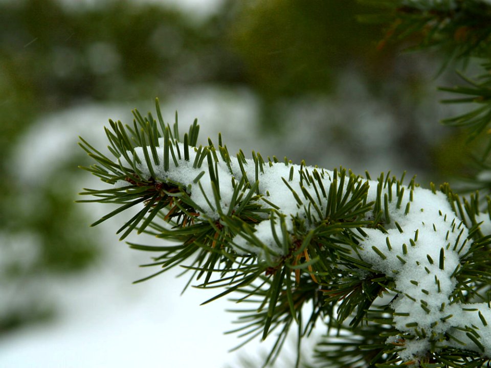 Winter Pines