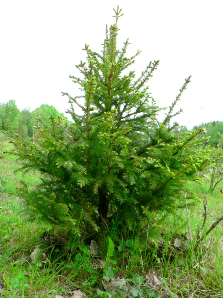 Young Spruce