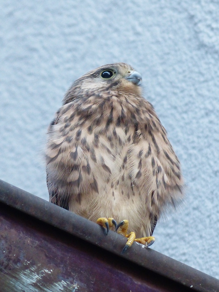 Falco tinnunculus raptor young bird