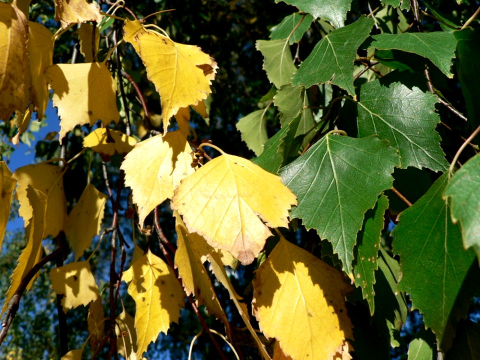 Yellow And Green