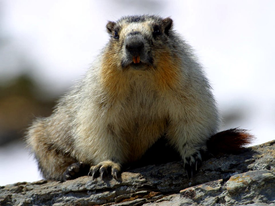 Yellow Bellied Marmots