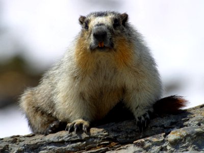 Yellow Bellied Marmots