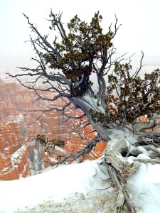 Winter In Bryce