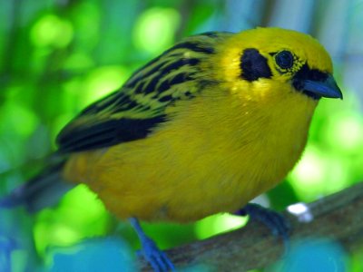 Yellow Bird