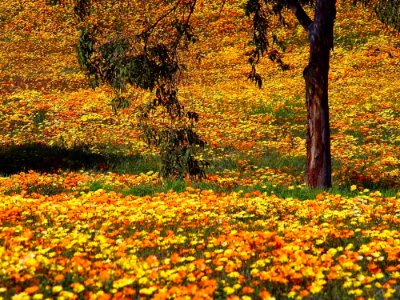 Yellow Flowers 6