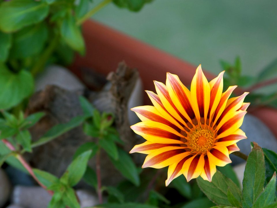 Yellow Flower 2