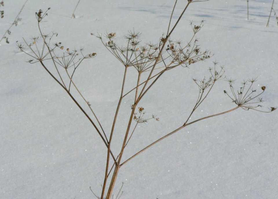 Withered Plant In Winter