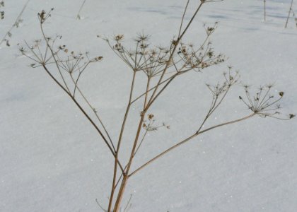 Withered Plant In Winter