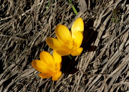 Yellow Crocus