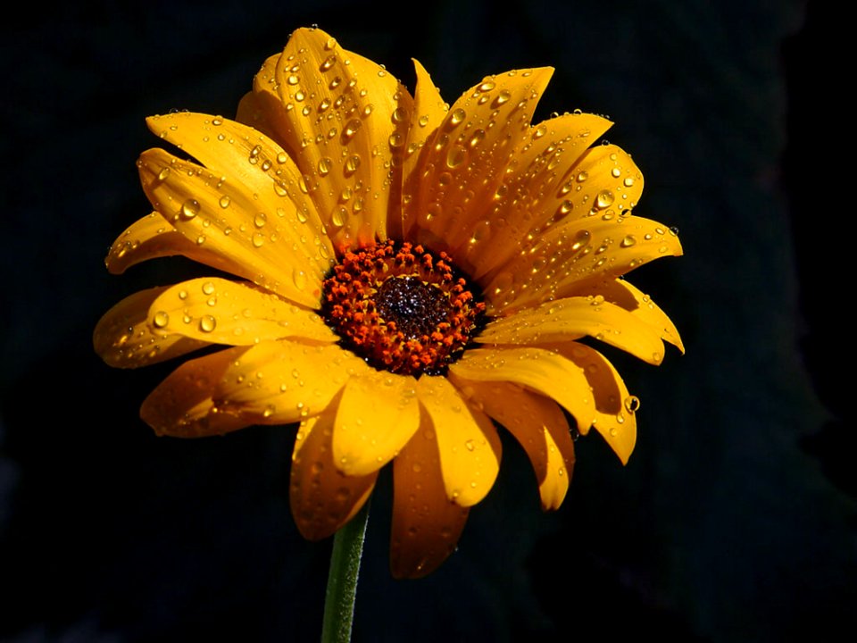 Wet Flower