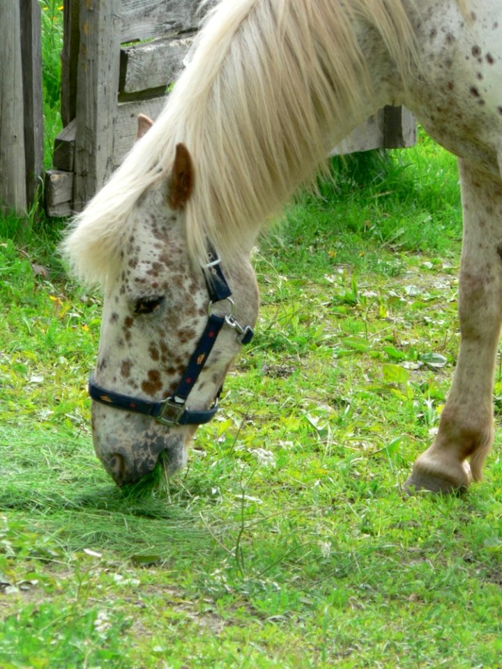 White Horse Close Up