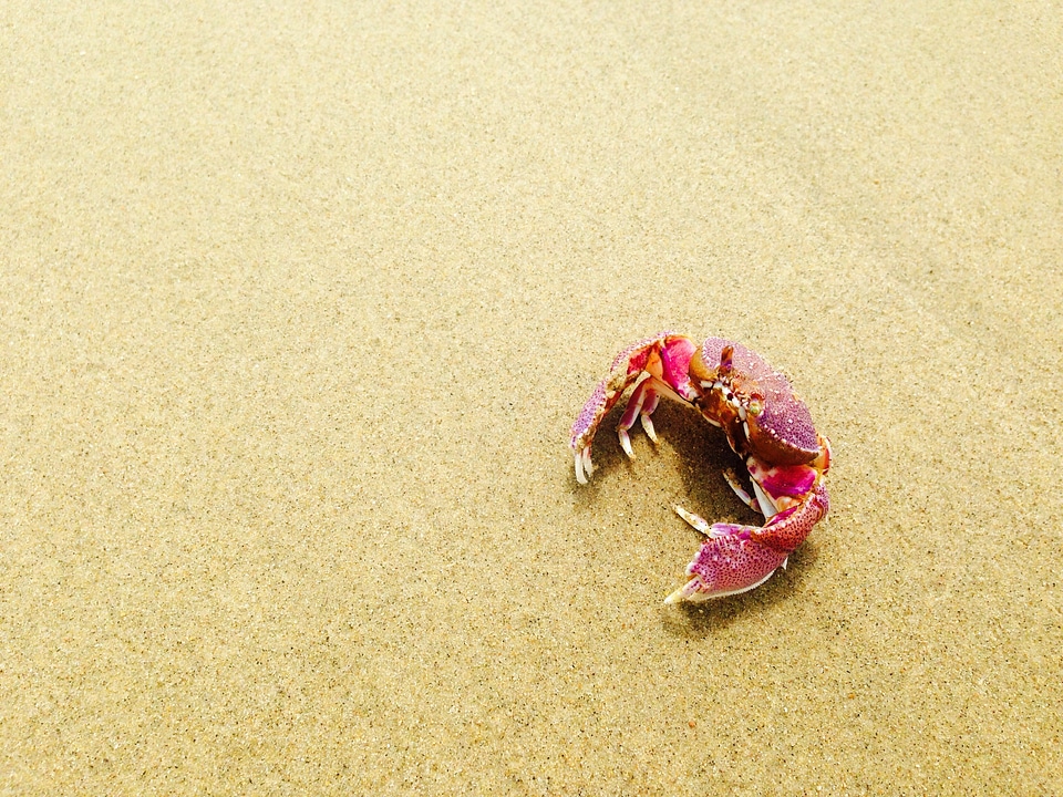 Sand beach wildlife