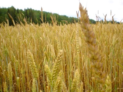 Wheat 4