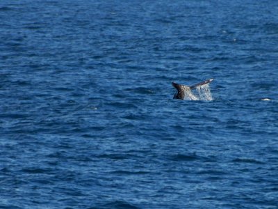 Whale Tail