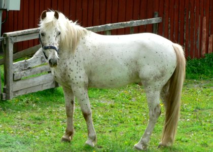 White Horse